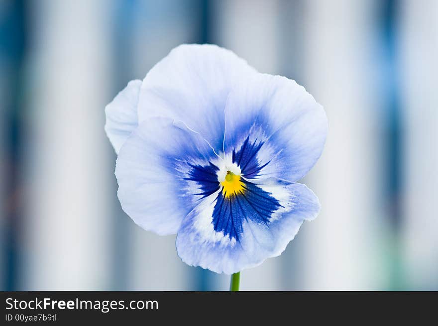 Blue Viola