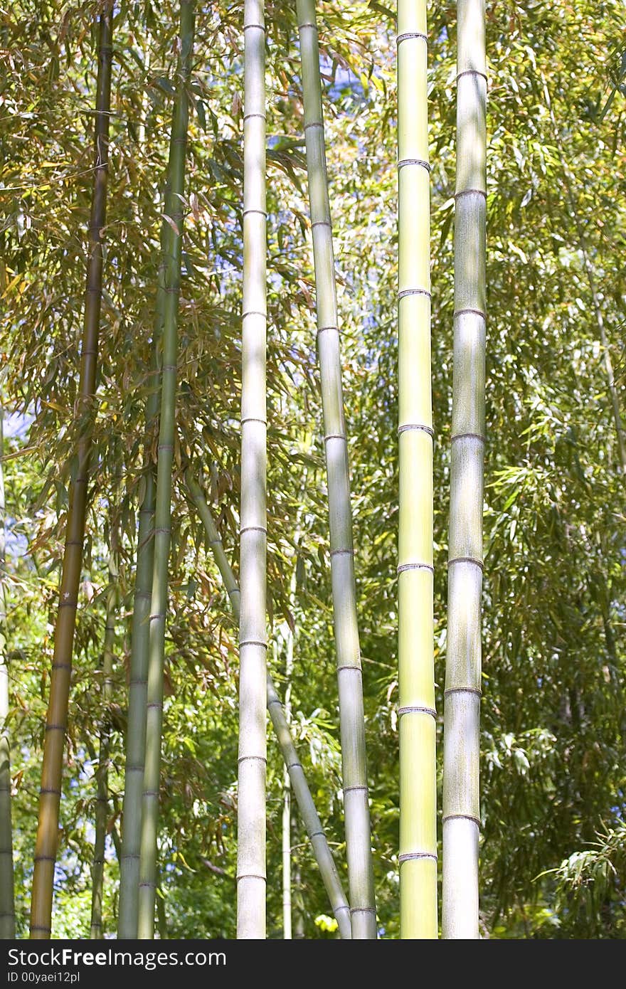 Tall stalks of bamboo in a forest. Tall stalks of bamboo in a forest