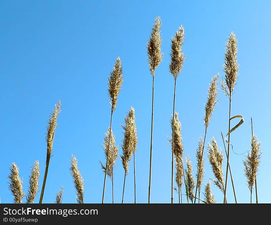 Grass and sky