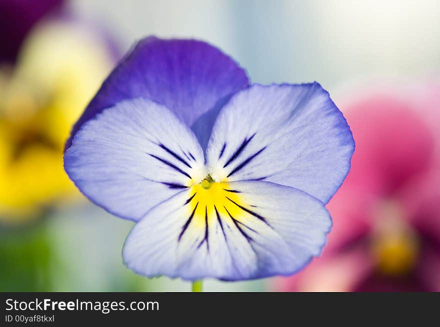 Purple Viola