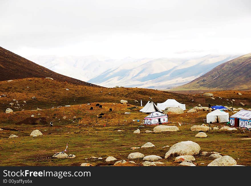 When travelling in Tibet of China,  beautiful meadows appears in front of us.