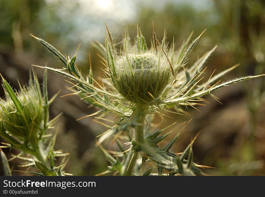 An other flower, one with thorns