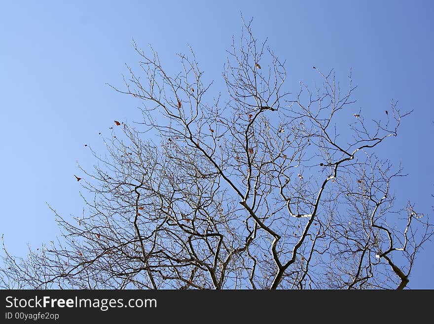 Silhouette of tree branches on the blue sky background at the morning. Greek nature.