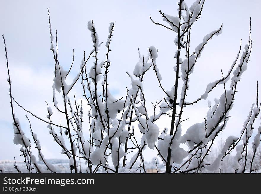 Snow over a tree in winter