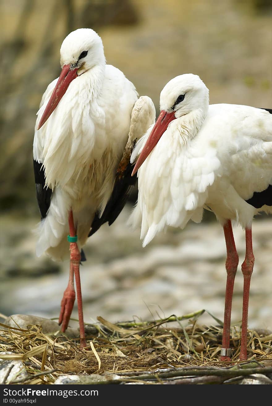 White Stork (Ciconia ciconia)