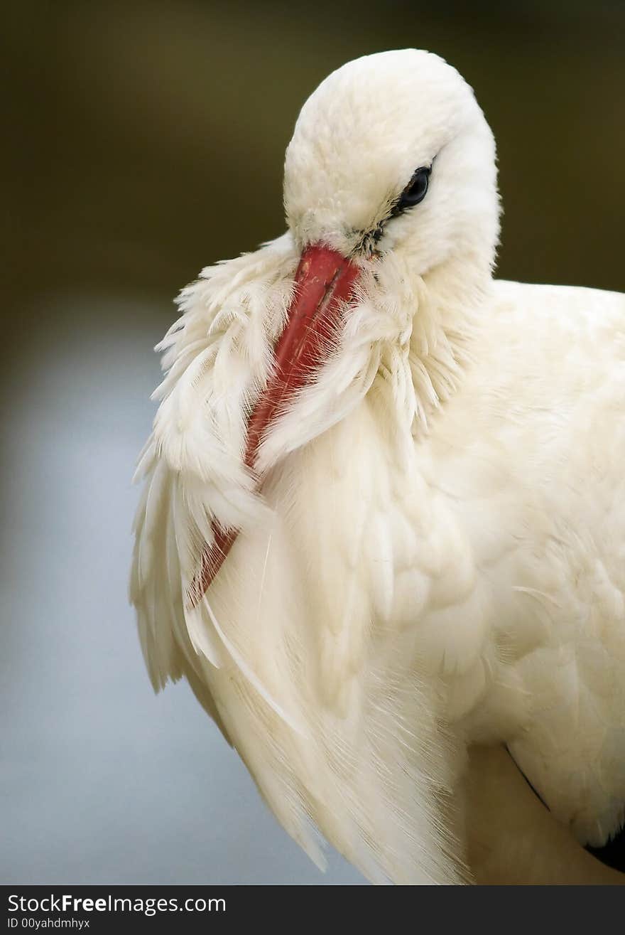 White Stork (Ciconia ciconia)