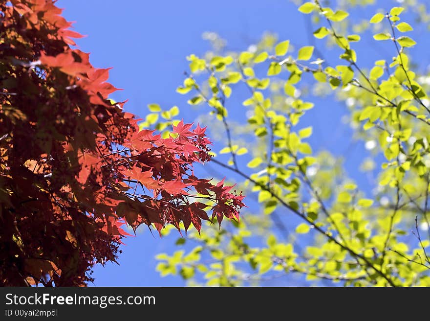 Bright, high contrast shot of red and green leaves during a sunny day. Bright, high contrast shot of red and green leaves during a sunny day.