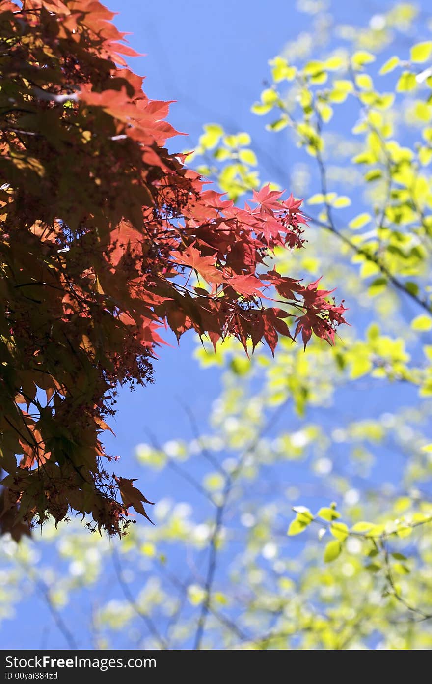 Bright, high contrast shot of red and green leaves during a sunny day. Bright, high contrast shot of red and green leaves during a sunny day.