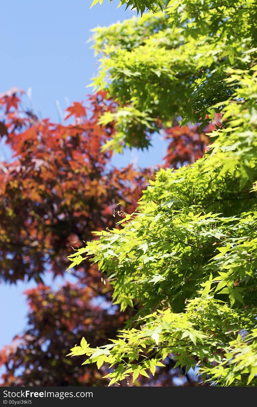 Bright, high contrast shot of red and green leaves during a sunny day. Bright, high contrast shot of red and green leaves during a sunny day.