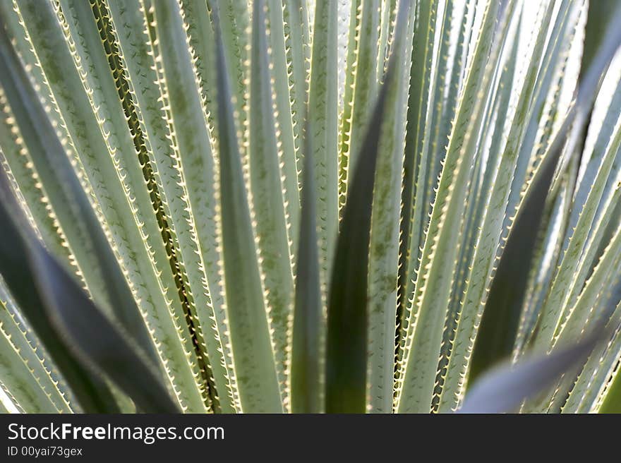 Close-up, contrasty  shot of a desert cactus.