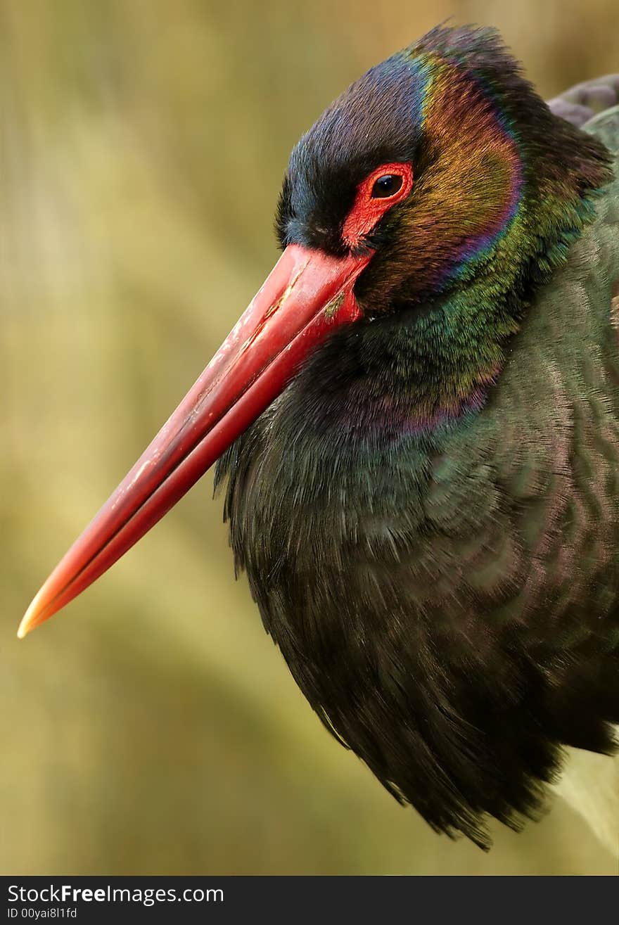 Black Stork (Ciconia nigra)