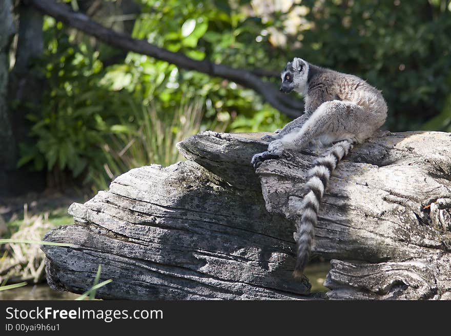 A lemur pondering the world. A lemur pondering the world.