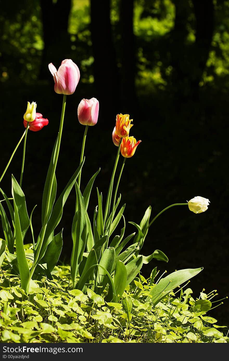 Multi-coloured tulips on a dark background. Multi-coloured tulips on a dark background