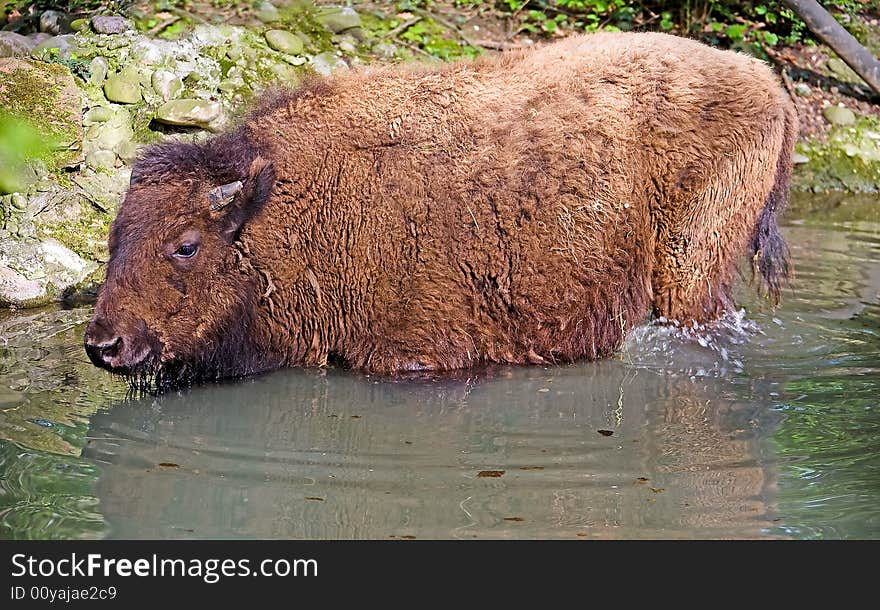 View of bison taking bath. View of bison taking bath