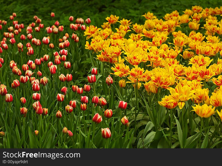 Red and yellow tulips on green grass. Red and yellow tulips on green grass