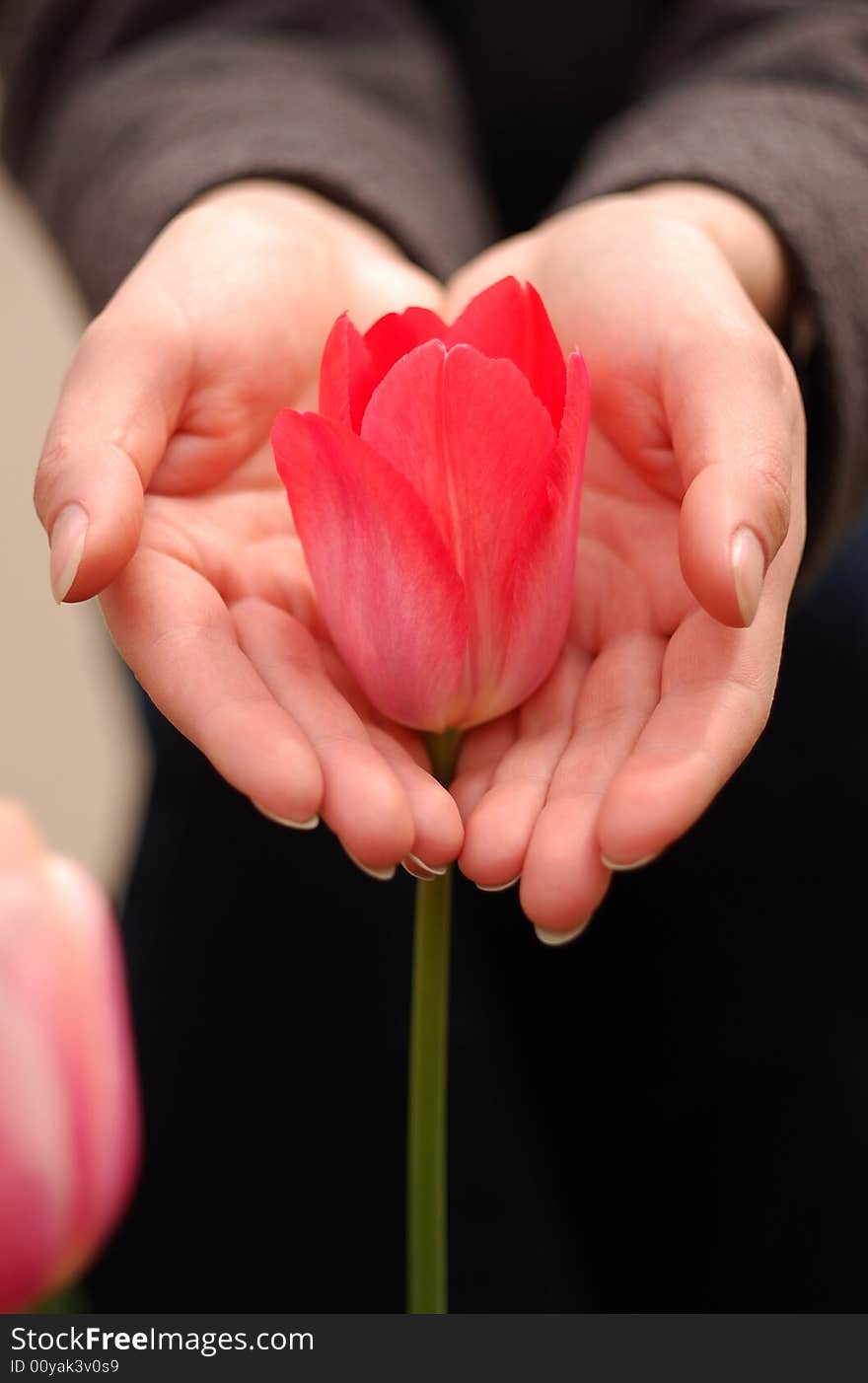 Woman?s palms carrying a red tulip. Woman?s palms carrying a red tulip