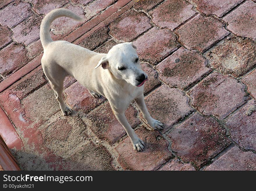 A skinny white dog on a pavement. A skinny white dog on a pavement