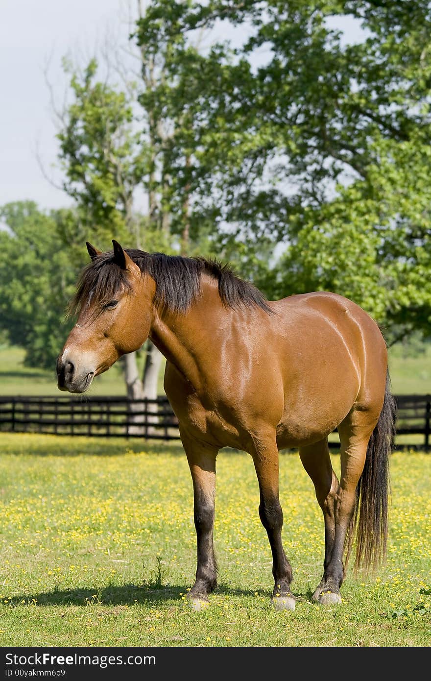 Bay horse in field with yellow daisy cups in the middle of spring time.