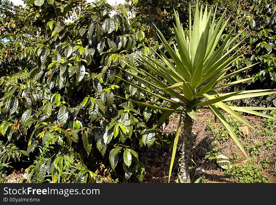 A small palm tree and other tropical plants, Guatemala