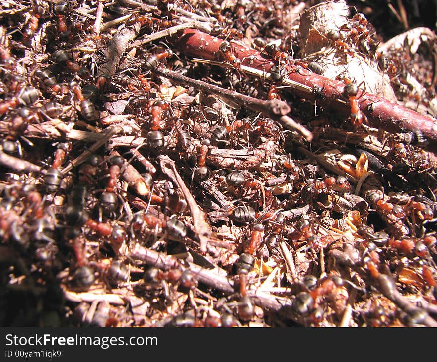 Wood ants work on an ant hill. Wood ants work on an ant hill