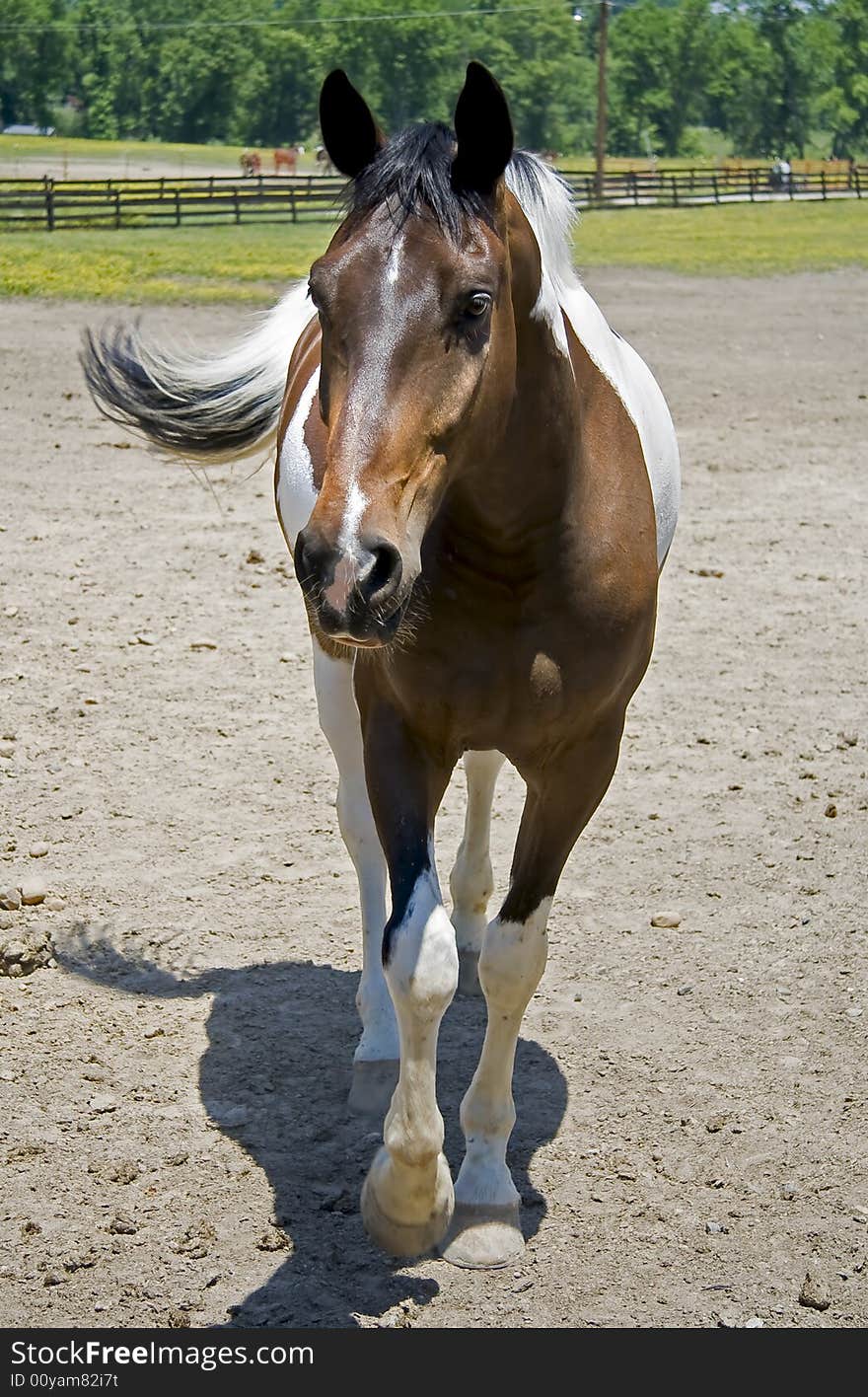 Black and white paint horse standing in a field, looking at something with it's ears forward. Black and white paint horse standing in a field, looking at something with it's ears forward.