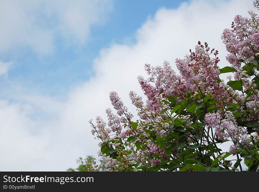 Lilac, clouds & sky