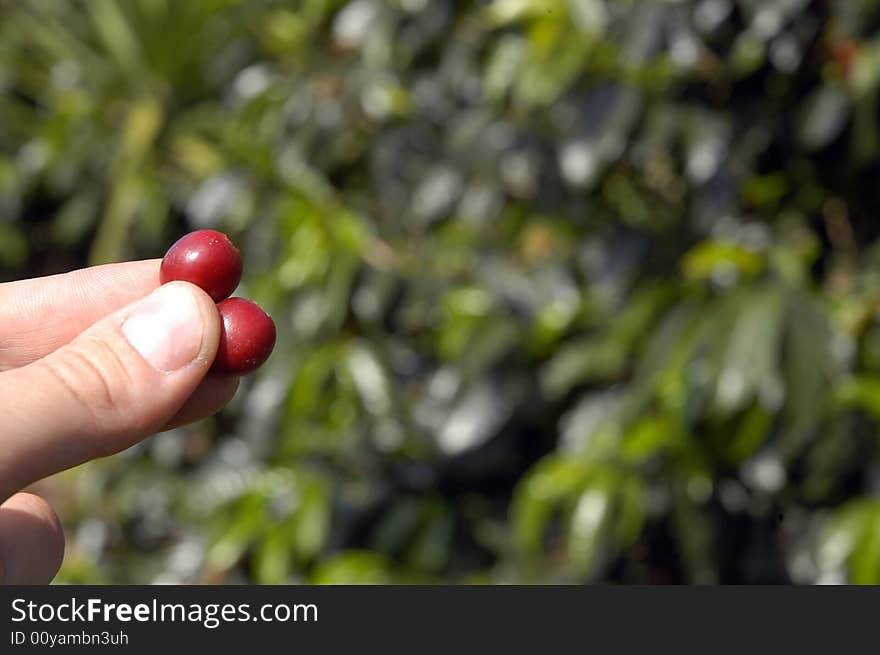 A detail of a hand holding coffee-tree beans. A detail of a hand holding coffee-tree beans