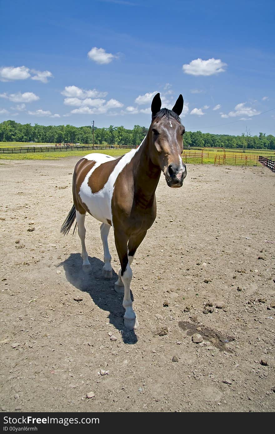 Black and white paint horse standing in a field, looking at something with it's ears forward. Black and white paint horse standing in a field, looking at something with it's ears forward.