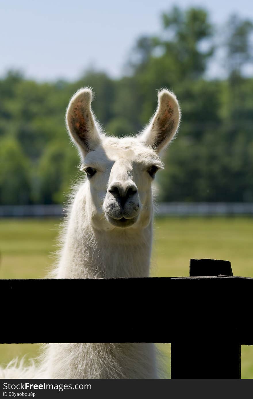 White llama portrait of interested llama.