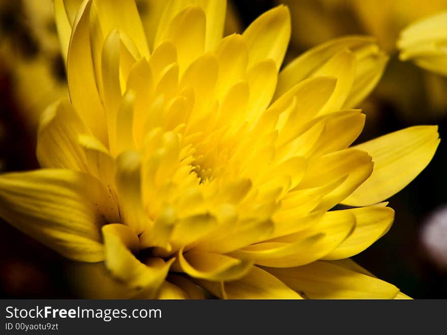 Yellow flower background. Macro shot. Low depth of field. Yellow flower background. Macro shot. Low depth of field