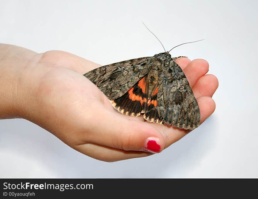 A little girl holds a brown and orange moth in her hand. A little girl holds a brown and orange moth in her hand.