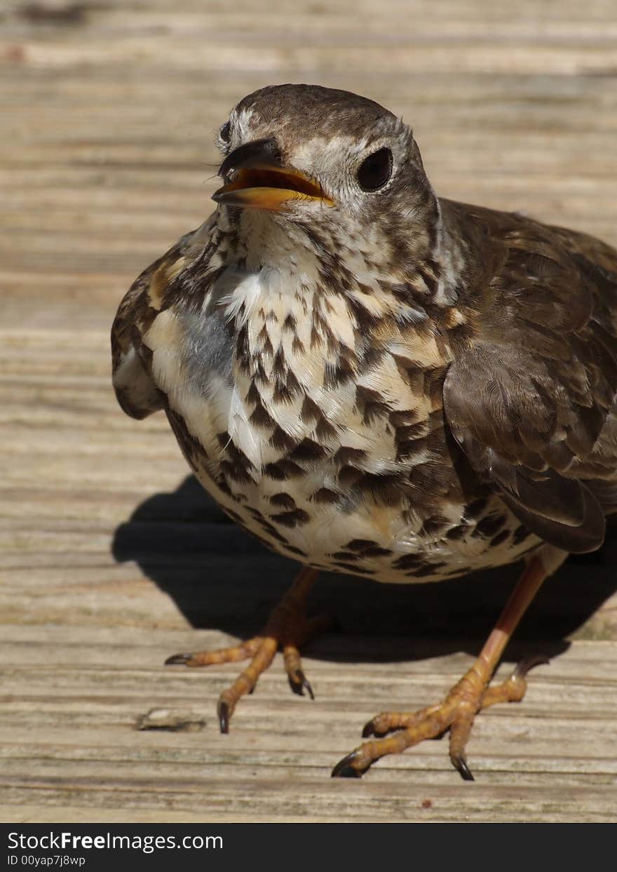 Close-up of mistlethrush sitting on deck