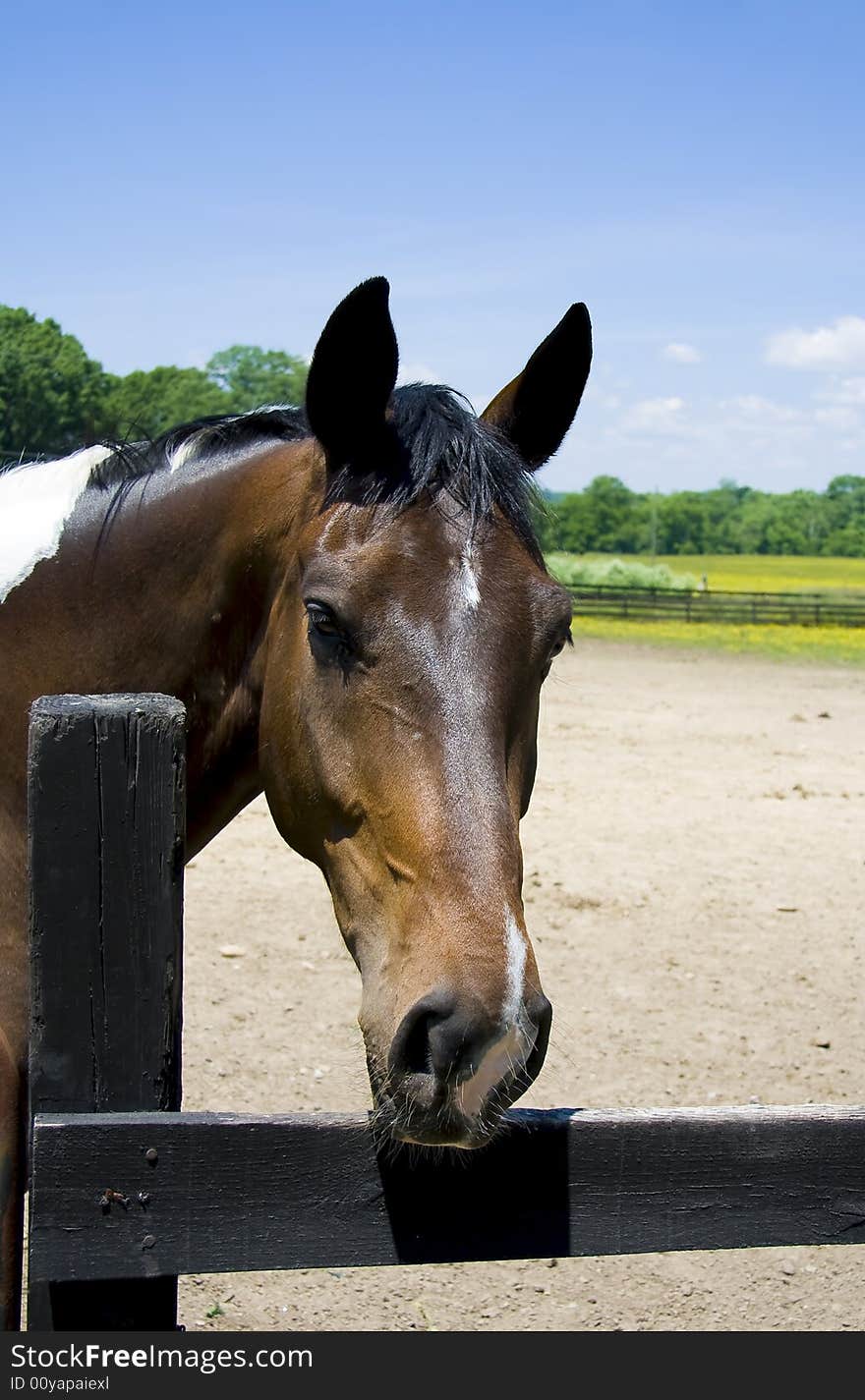 Black and white paint horse with it's head over a fence with it's ears pointing forward.