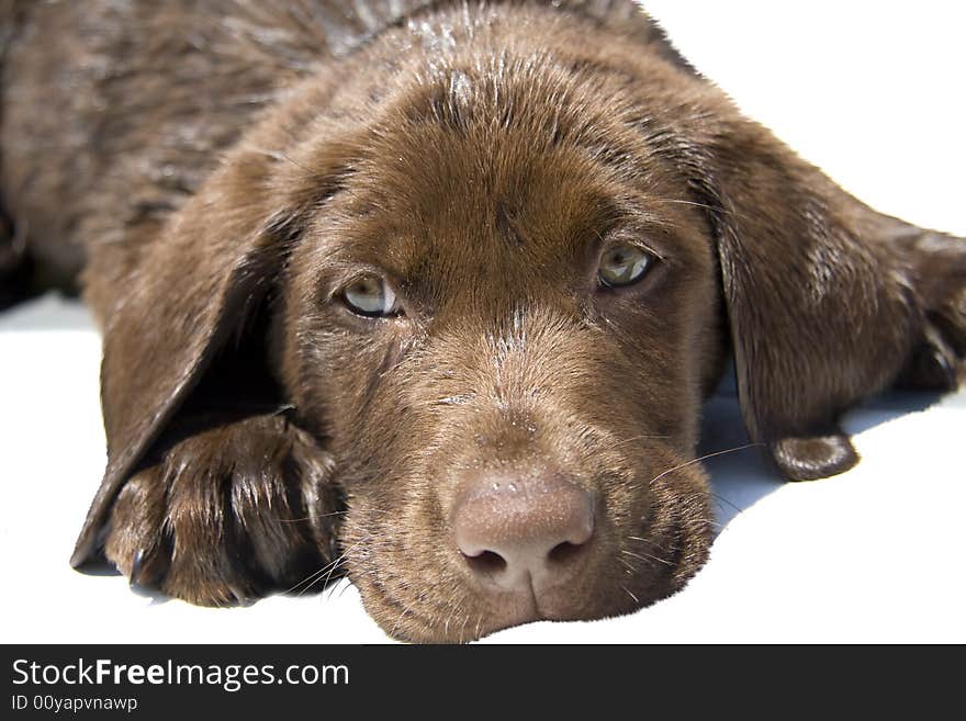 Close up portrait of cute chocolate lab puppy.