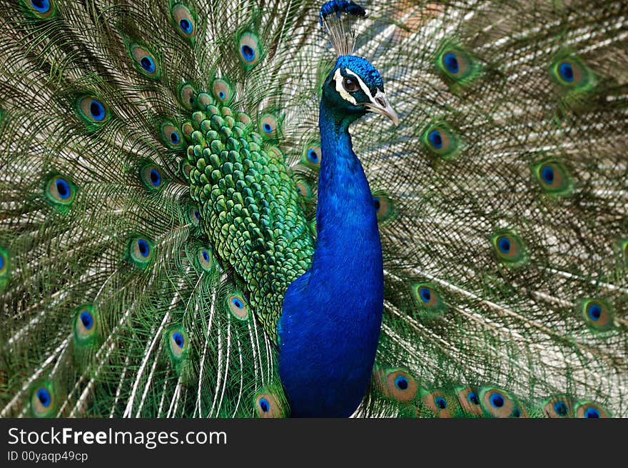 Peacock bird with feathers flared out