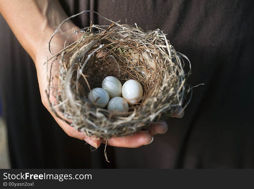 Hand holding nest with eggs