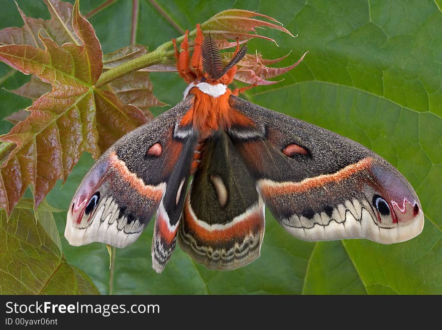 Cecropia moth in front of maple leaf