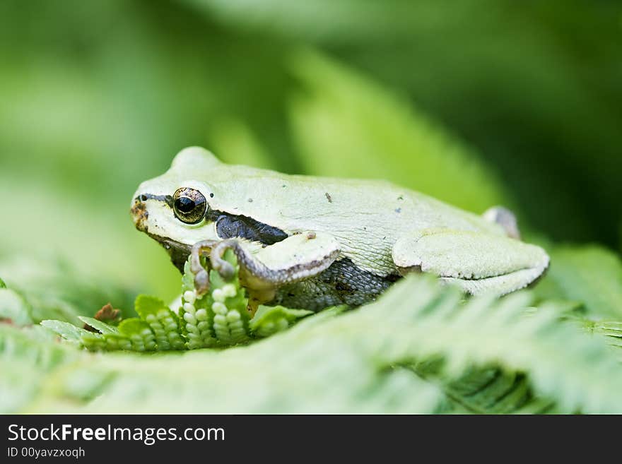 Tree frog in green leaf