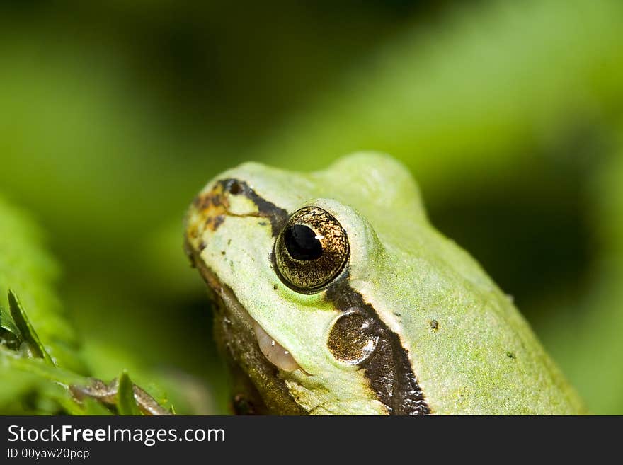 Tree frog