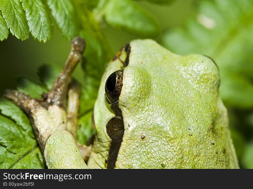 Tree frog in green leaf