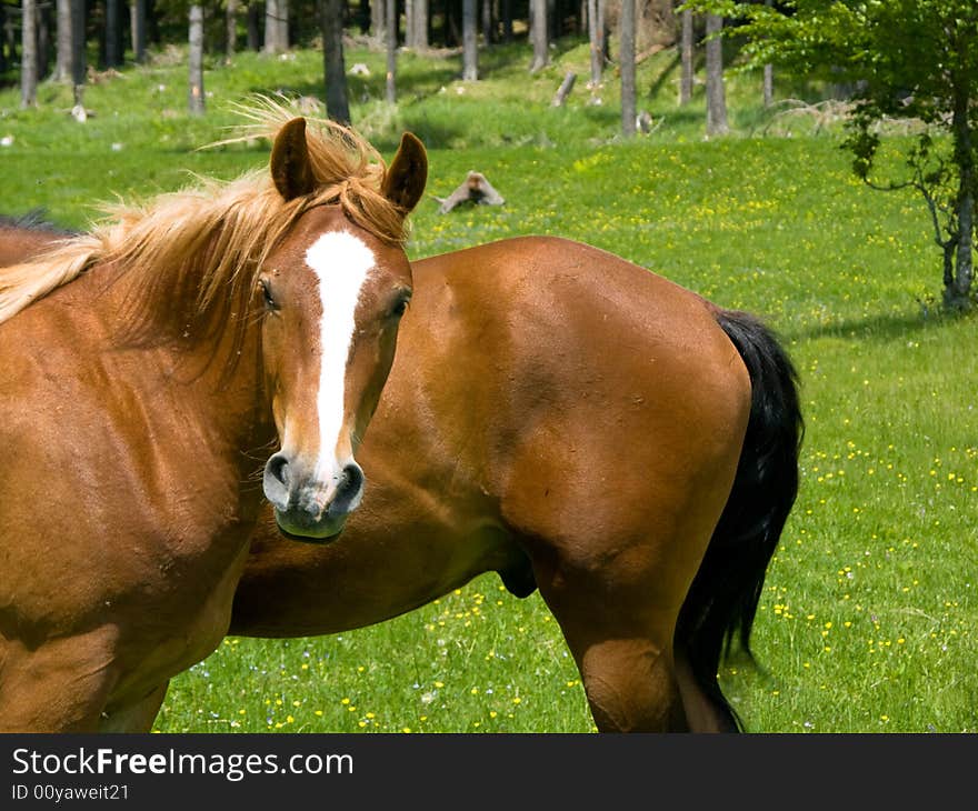 Wild horses in Ciucas mountain meadow. Wild horses in Ciucas mountain meadow.