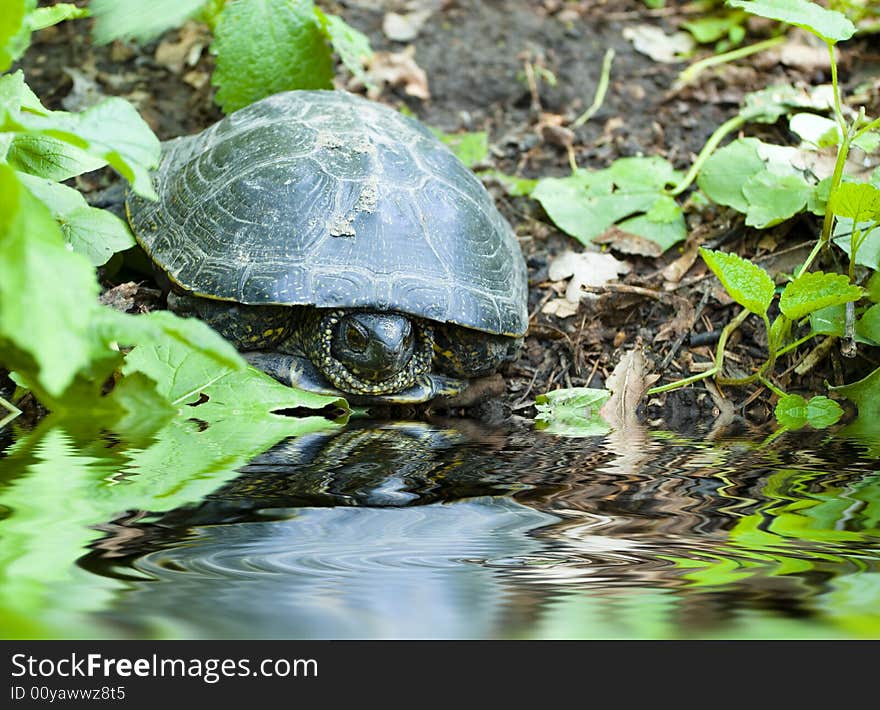 The turtle on the bank