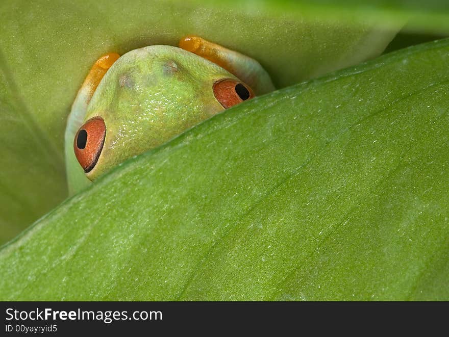 A red-eyed tree frog is hiding under a leaf. A red-eyed tree frog is hiding under a leaf.