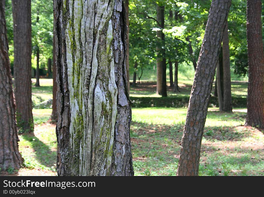 Tree with scarred bark and sunlit background