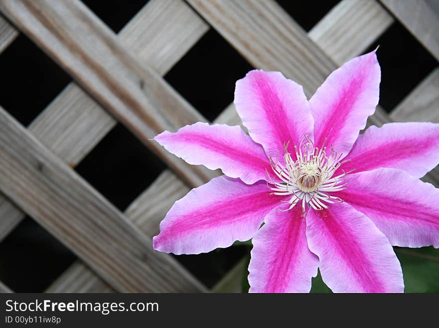 Large purple blooming Clematis climbing up wooden lattice. Large purple blooming Clematis climbing up wooden lattice