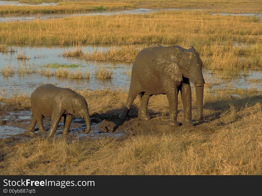 A mother and calf caked in mud, Chobe National Park, Botswana. A mother and calf caked in mud, Chobe National Park, Botswana.