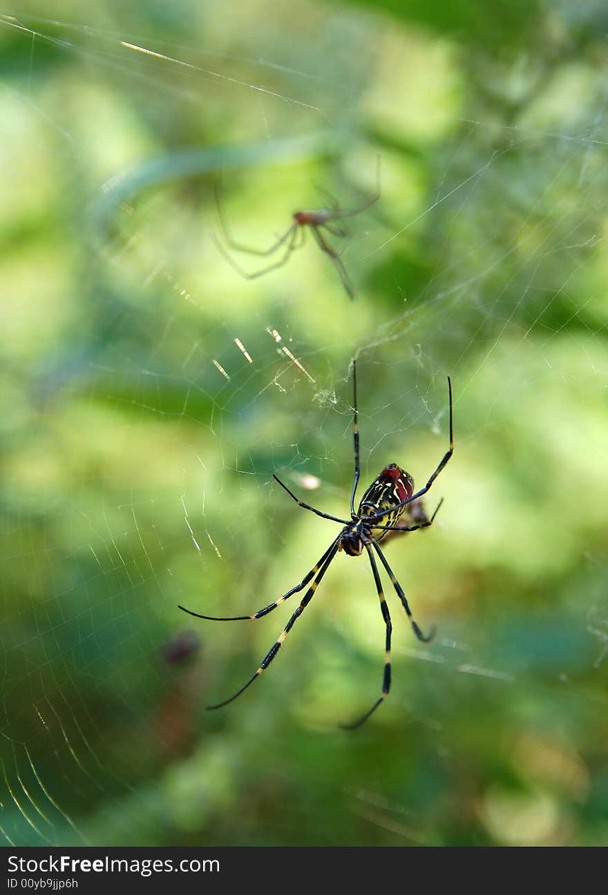 Spider And Web