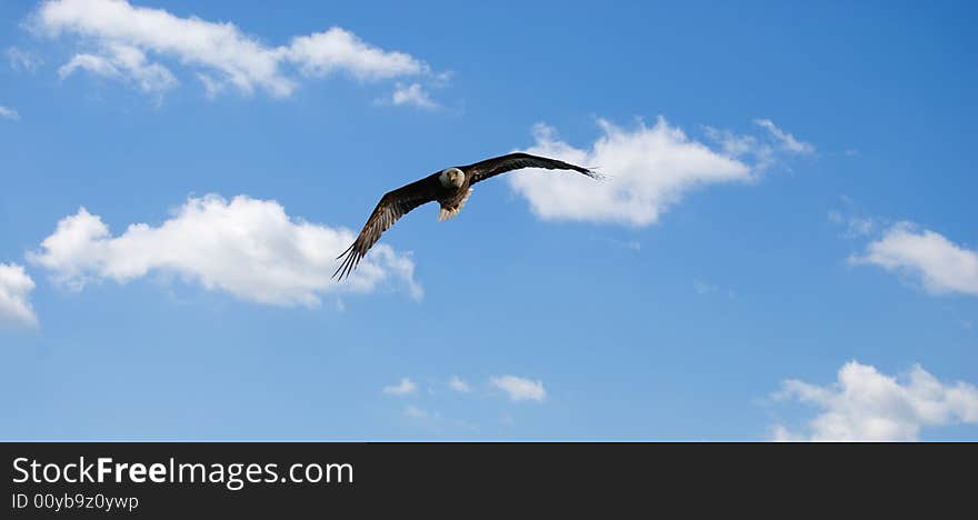 Soaring bald eagle