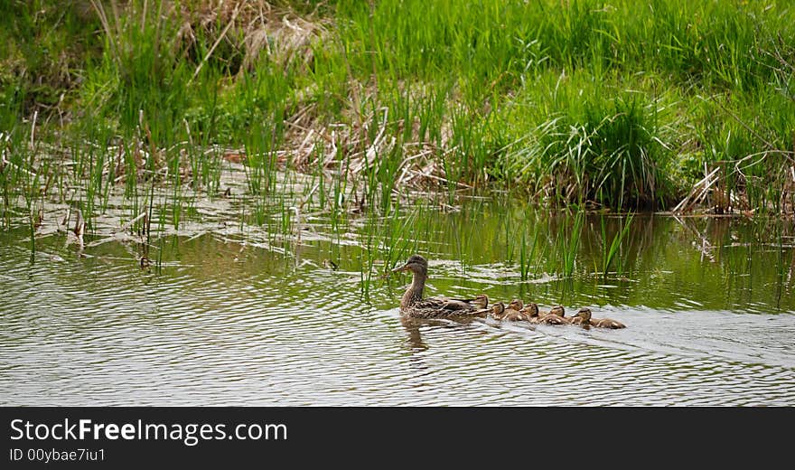 Mallard Ducks