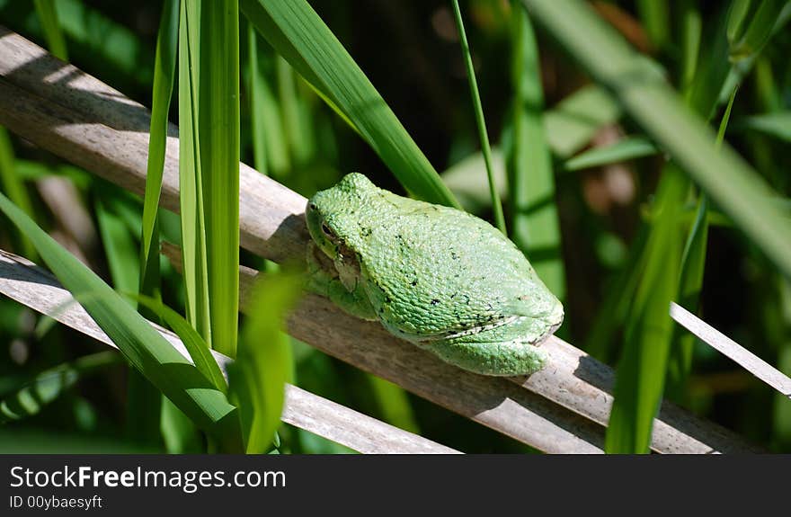 Tree frog